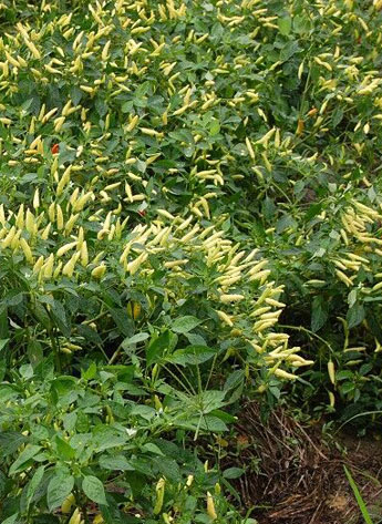 ������������������12�fSHU)