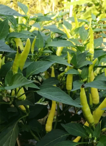 �ǐ��rҰɽ��