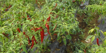 ӡ��S17�Nֲ����