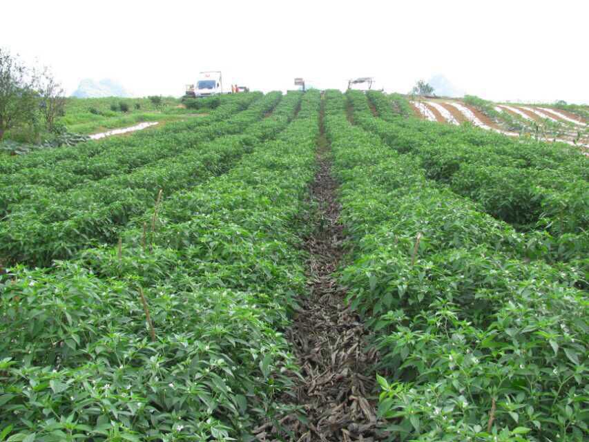 ���������I(y��)Ҏ(gu��)�������a(ch��n)����