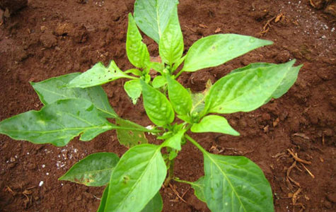 С�׽����l(f��)